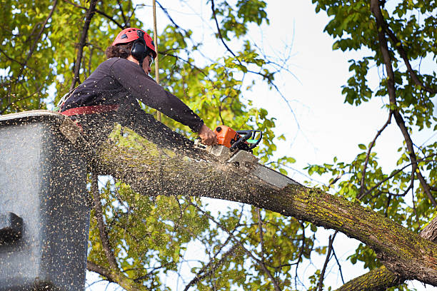 The Steps Involved in Our Tree Care Process in West Carthage, NY